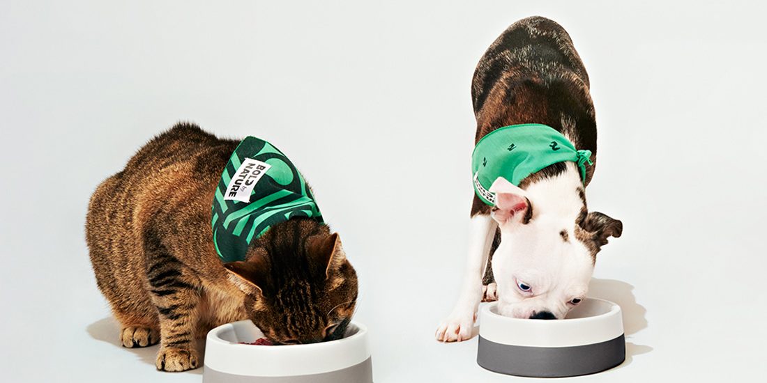 Un chien et un chat qui portent un bandeau et qui mangent d’un bol de nourriture pour animaux