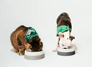 A dog and cat wearing Bold by Nature bandanas, eating out of a food bowl