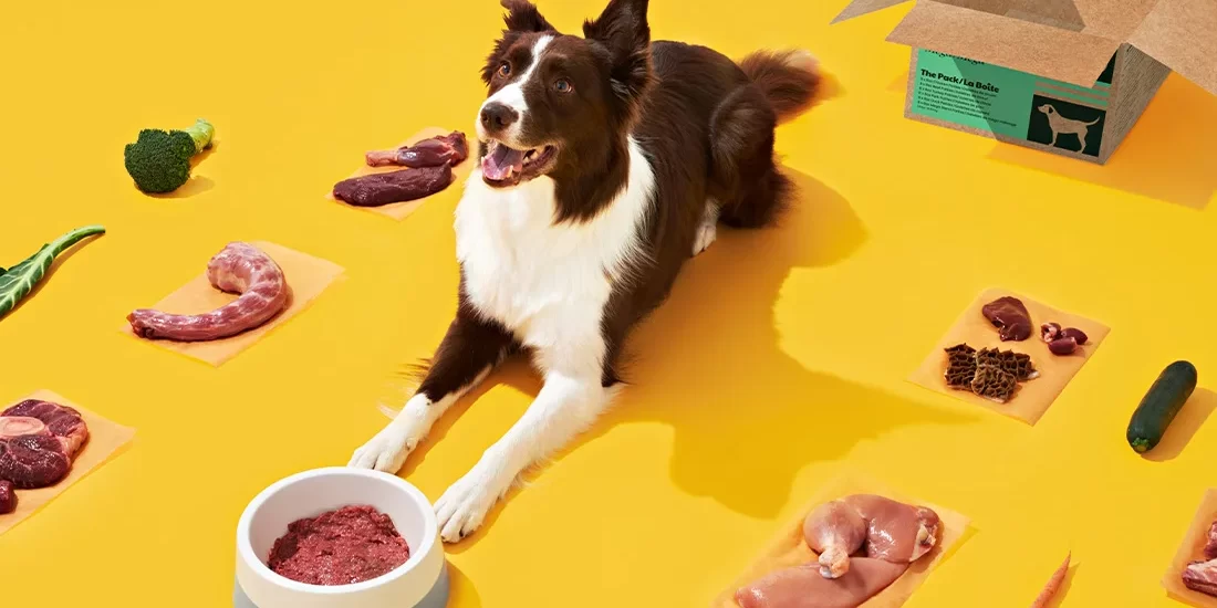 post-C-card A dog with Bold by Nature Mega variety pack behind them and a food bowl full of raw pet food in front of them, vegetables and meat scattered around