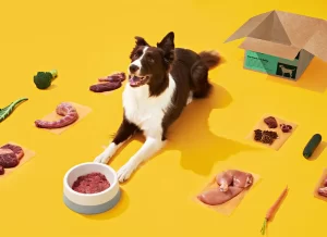 A dog with Bold by Nature Mega variety pack behind them and a food bowl full of raw pet food in front of them, vegetables and meat scattered around
