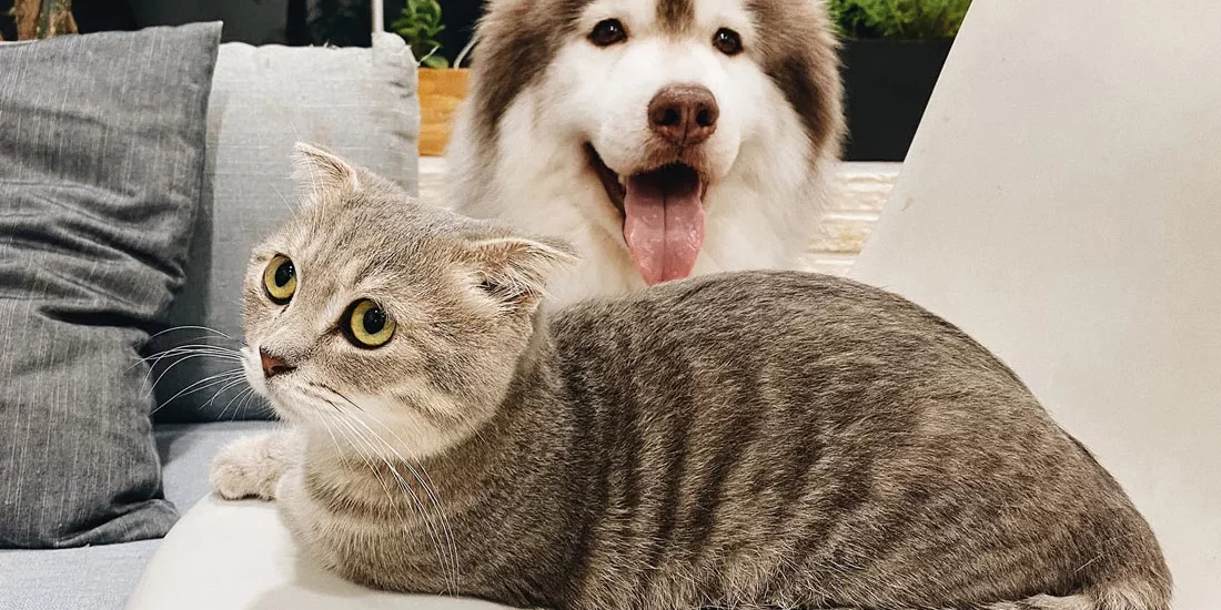 MainImage_AllergyBlog