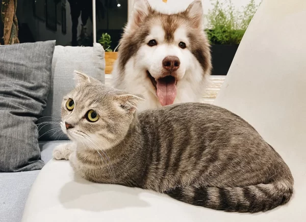 MainImage_AllergyBlog