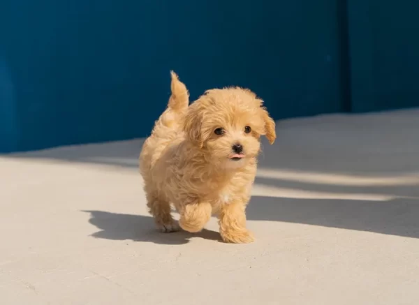 BBN_Website_BLOG_September17_Thumbnail_720x524-1