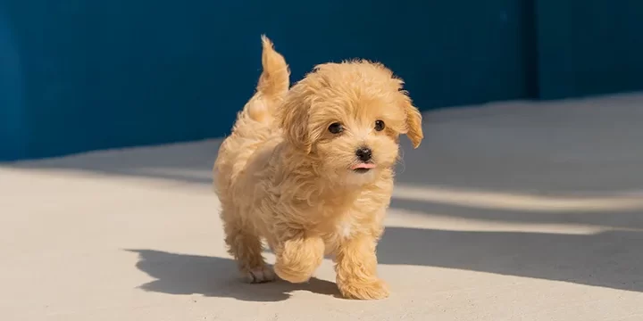 BBN_Website_BLOG_September17_Thumbnail_720x524-1