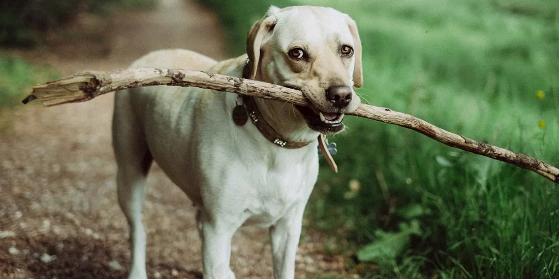 mitchell-orr-Pzu9f6Nby5w-unsplash-copy