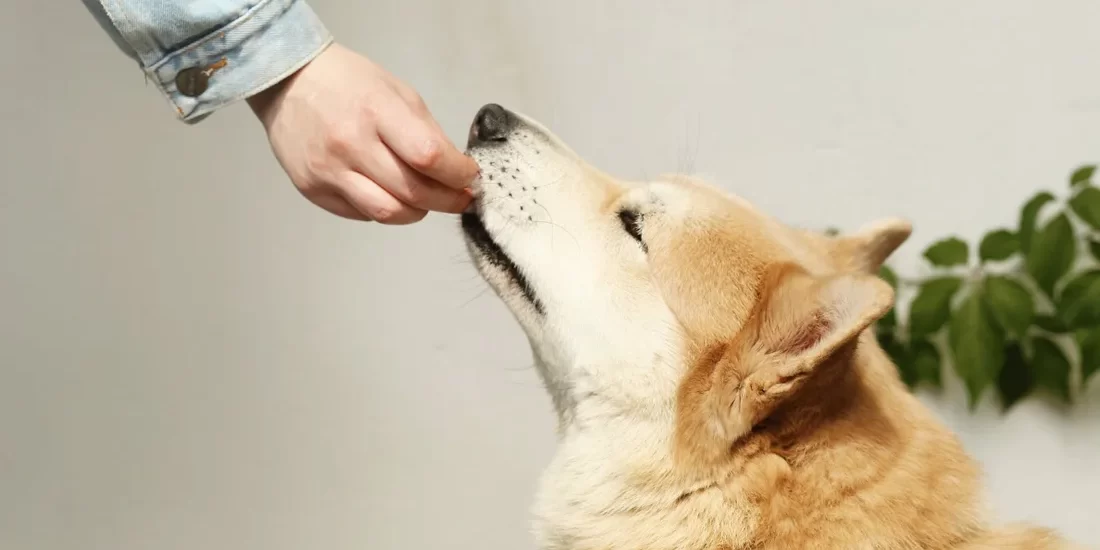 BBN-BLOG-2-HERO A large dog being hand-fed by its owner