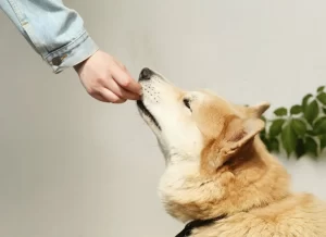 A large dog being hand-fed by its owner