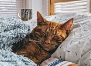 A ginger cat peacefully sleeping on a comfy bed