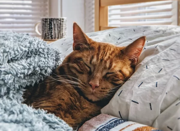 Is-raw-food-good-for-cats-with-kidney-disease- A ginger cat peacefully sleeping on a comfy bed