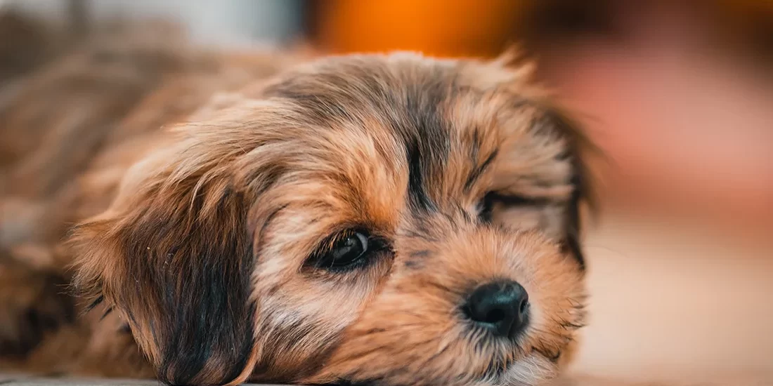 RAW-FOOD-VS-KIBBLE Cost of raw food vs kibble