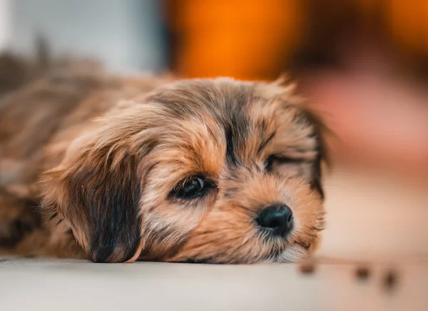 Cost of raw food vs kibble