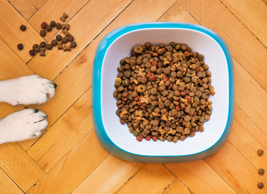 What is the cost of raw food vs kibble? - Bold by Nature