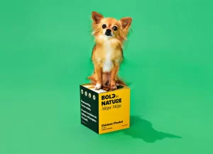 A small ginger Chihuahua sitting on top of a Bold by Nature box.
