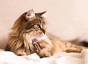 A ginger cat looking away in the distance.