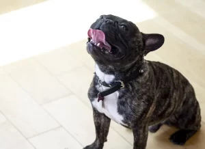 A Pug looking up.