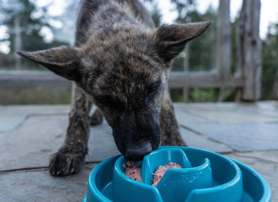 How Long Can Frozen Raw Dog Food Sit Out Bold By Nature How Long Can Frozen Raw Dog Food Sit Out Bold By Nature
