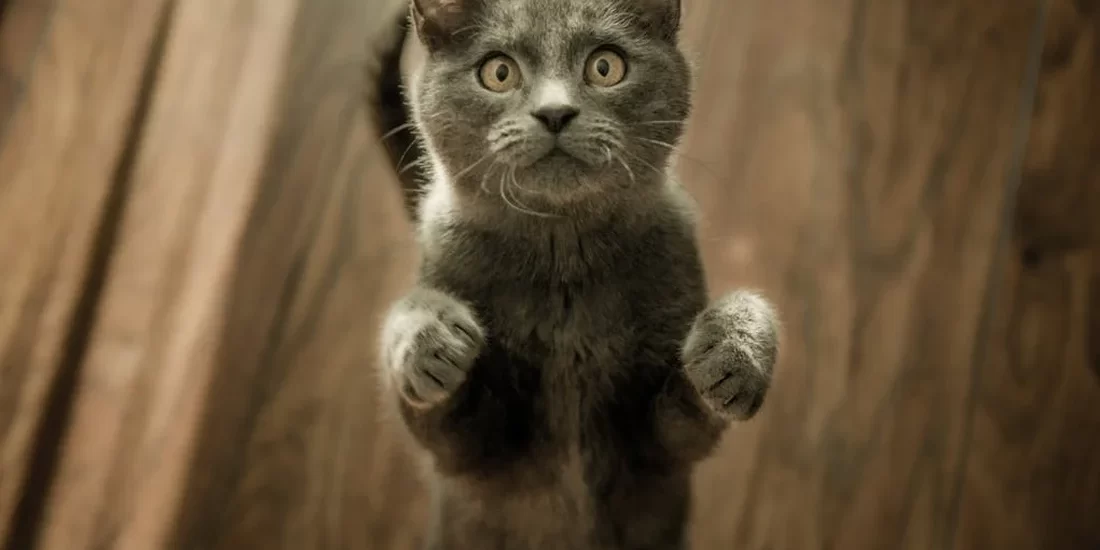 A kitten standing on its hind legs looking up.