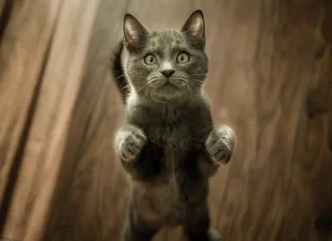 A kitten standing on its hind legs looking up.