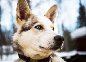 Husky in the foreground of a winter scene.