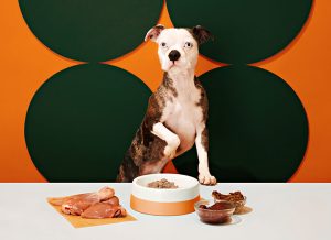 Dog food allergies