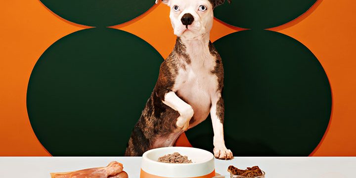 Dog food allergies Dog food allergies