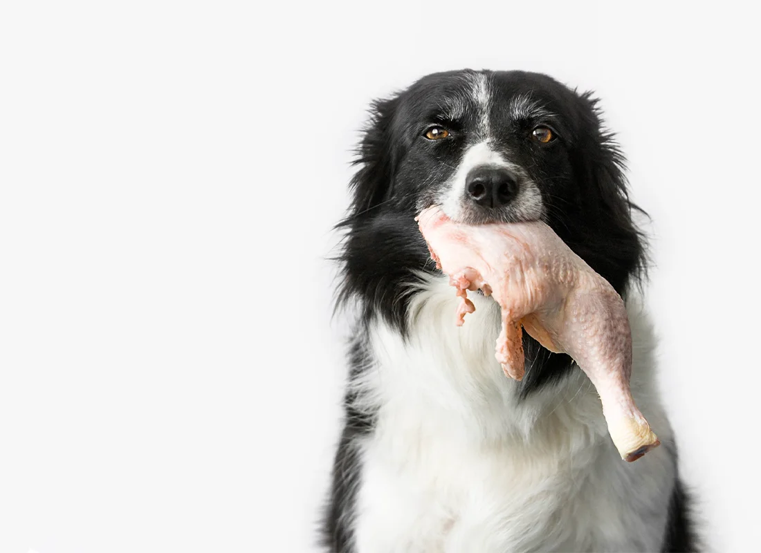 is it safe to feed raw chicken to dogs