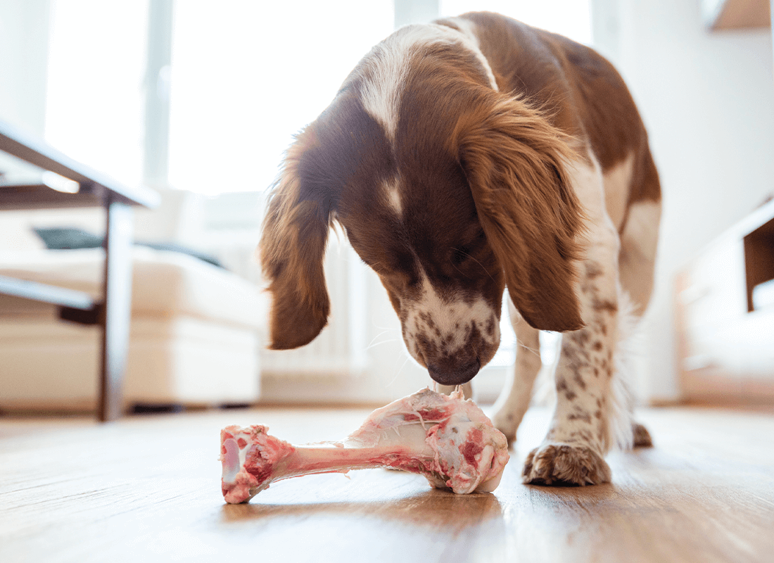 Are raw beef bones safe for dogs Bold By Nature