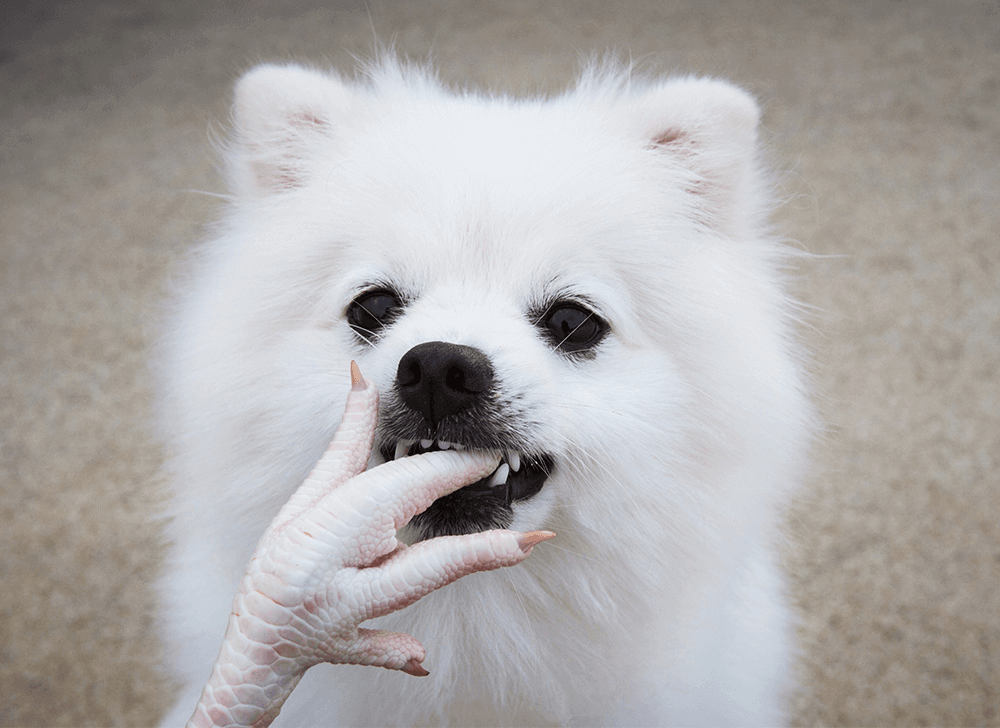 are-raw-chicken-bones-good-for-dogs-bold-by-nature