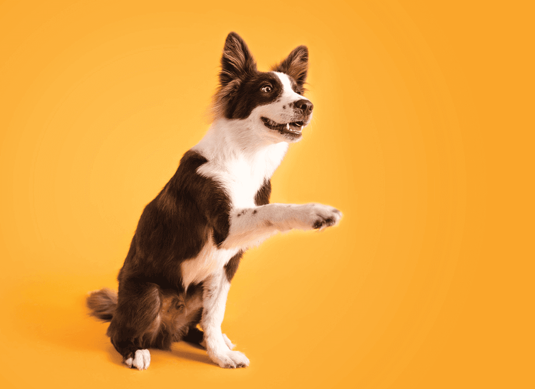 Are raw beef bones safe for dogs? Bold by Nature