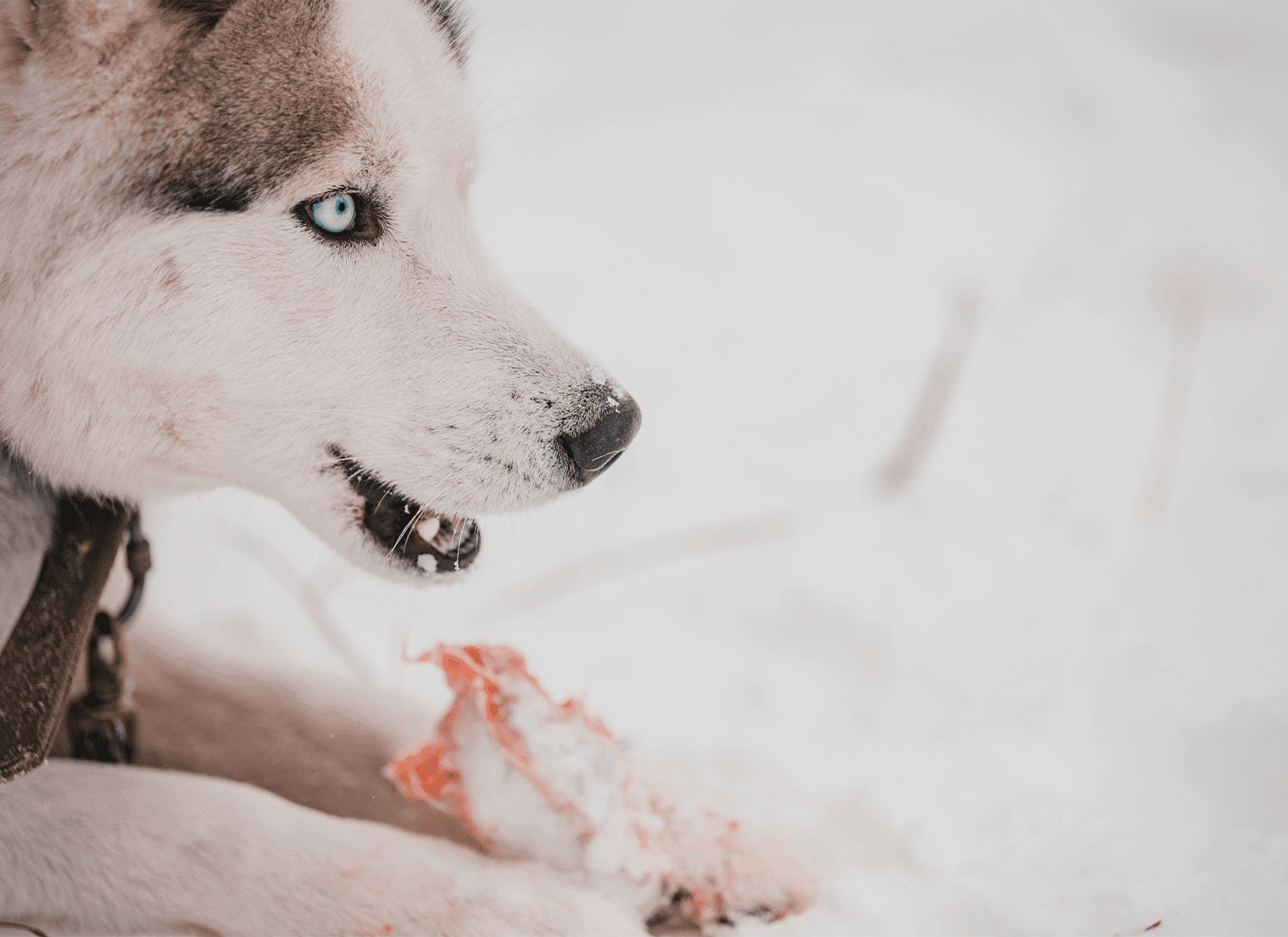 Are raw beef bones safe for dogs? - Bold by Nature