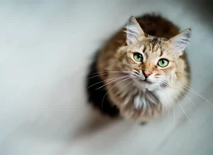 Maine coon cat looking up at the camera.