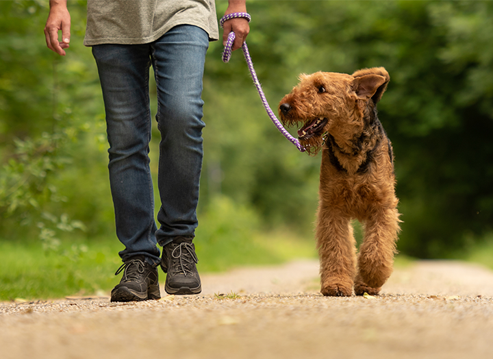 Can you give psyllium husk to dogs? Bold by Nature