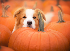 brown and white dog with pumpkin