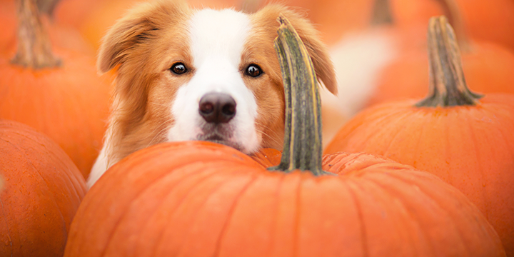 Is pumpkin powder good for dogs Bold By Nature