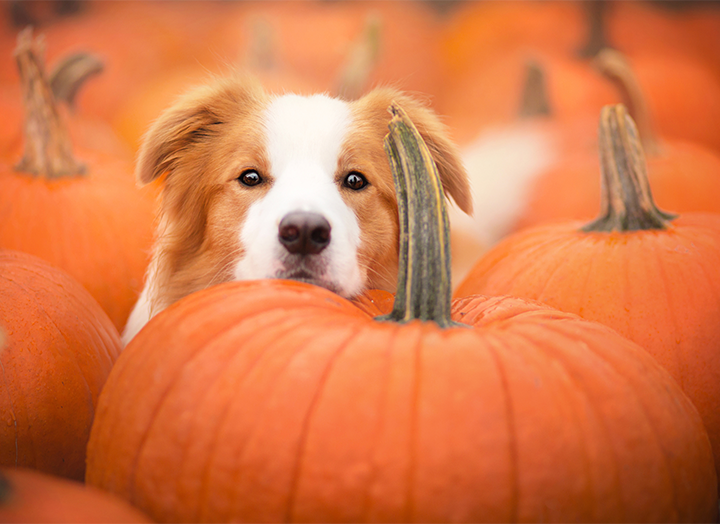 Giving your outlet dog pumpkin