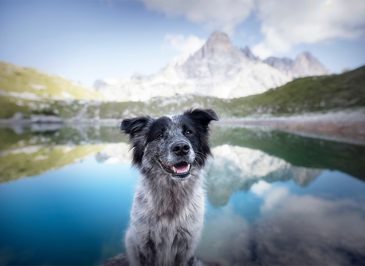 black and white dog smiling with lake and mountain view behind it