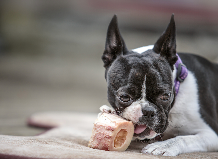 The Benefits of Raw Bones for Dogs Bold by Nature