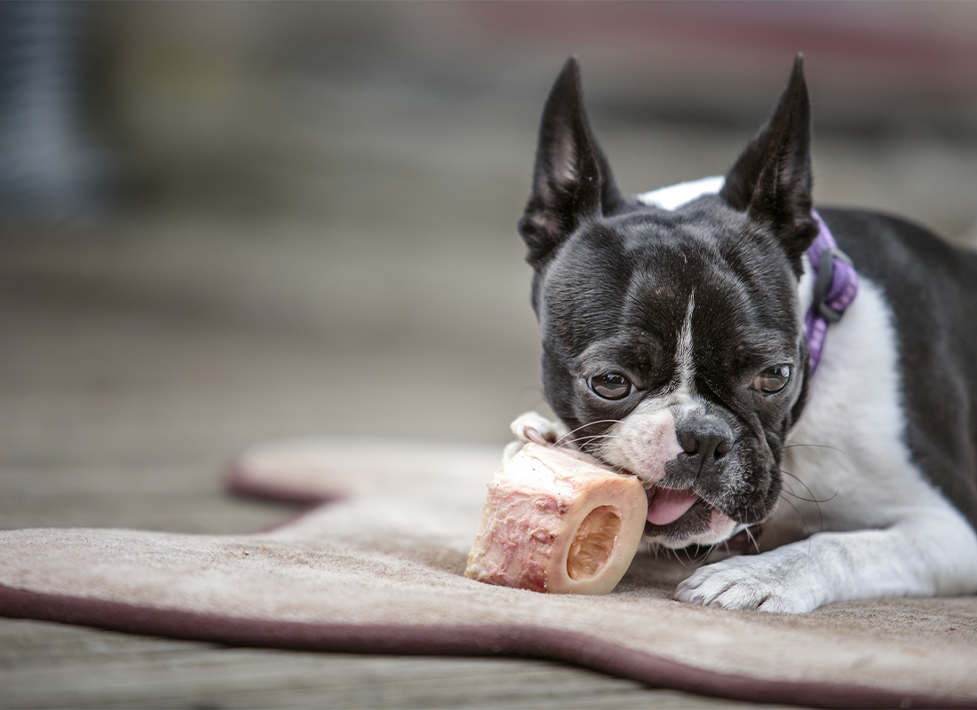 The Benefits of Raw Bones for Dogs Bold by Nature