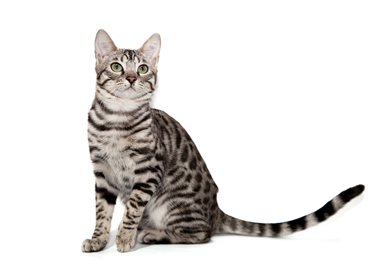 Cat Digestive Issues 101 Common Cat Digestive Problems & How to Treat Them Bold by Nature