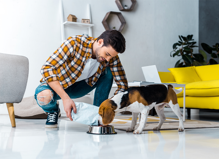 Dog being fed food