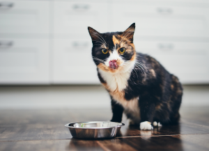 Cat eating