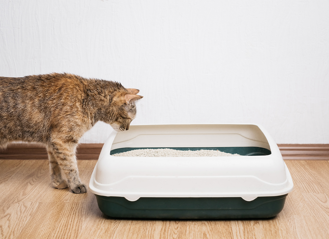 What to Know About Cat Constipation: Cat Constipation Symptoms & More ...