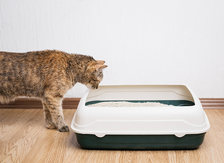 What to Know About Cat Constipation Cat Constipation Symptoms & More