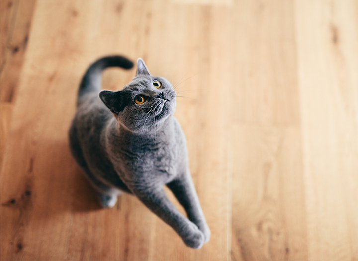 Cat Coats 101 What Your Cat's Coat Says About Its Health Bold by Nature