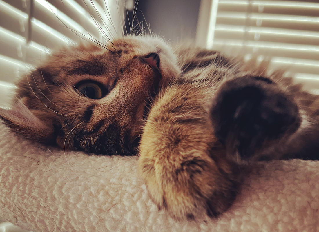 Cat Coats 101 What Your Cat's Coat Says About Its Health Bold by Nature