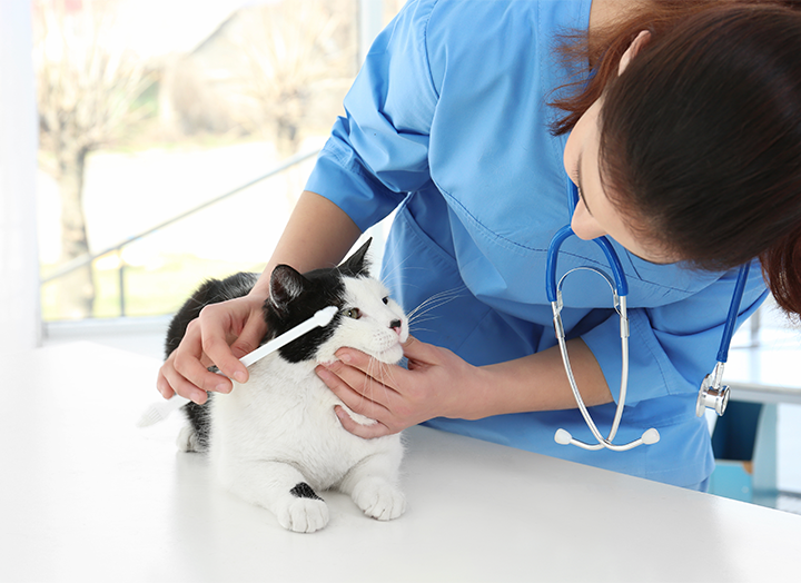 Promoting Healthy Cat Teeth What to Know About Cat Dental Disease & Cat Oral Care Bold by Nature