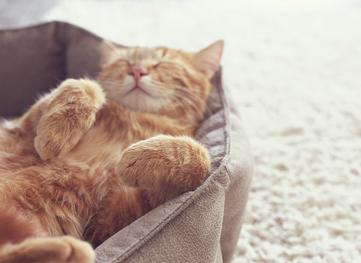 Cat Coats 101 What Your Cat's Coat Says About Its Health Bold by Nature