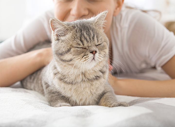 Cat Coats 101 What Your Cat's Coat Says About Its Health Bold by Nature