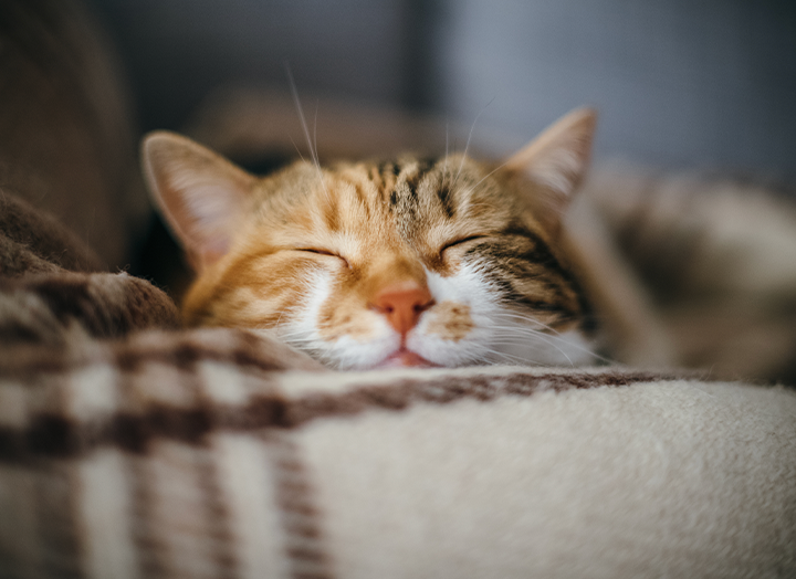 Cat Coats 101 What Your Cat's Coat Says About Its Health Bold by Nature