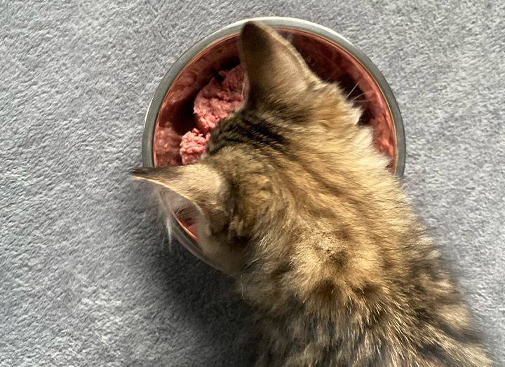 Raw Kitten Food 101 Your Guide to Raw Food for Kittens Bold By Nature